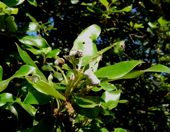 Attelabus nitens